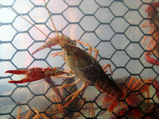 19 épaisseur filet de câble en PVC revêtu résistant à l'eau salée